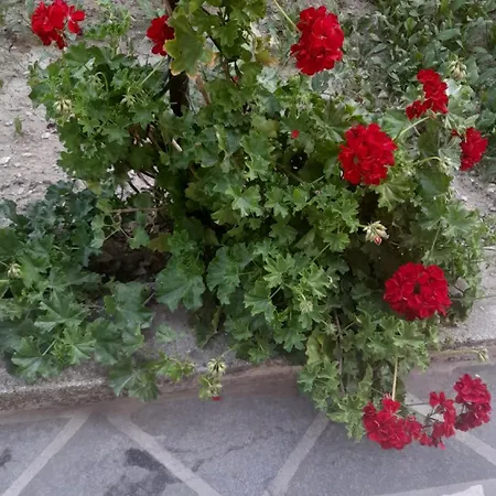 Apartmán Luka *